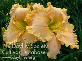 Daylily Better with Butter